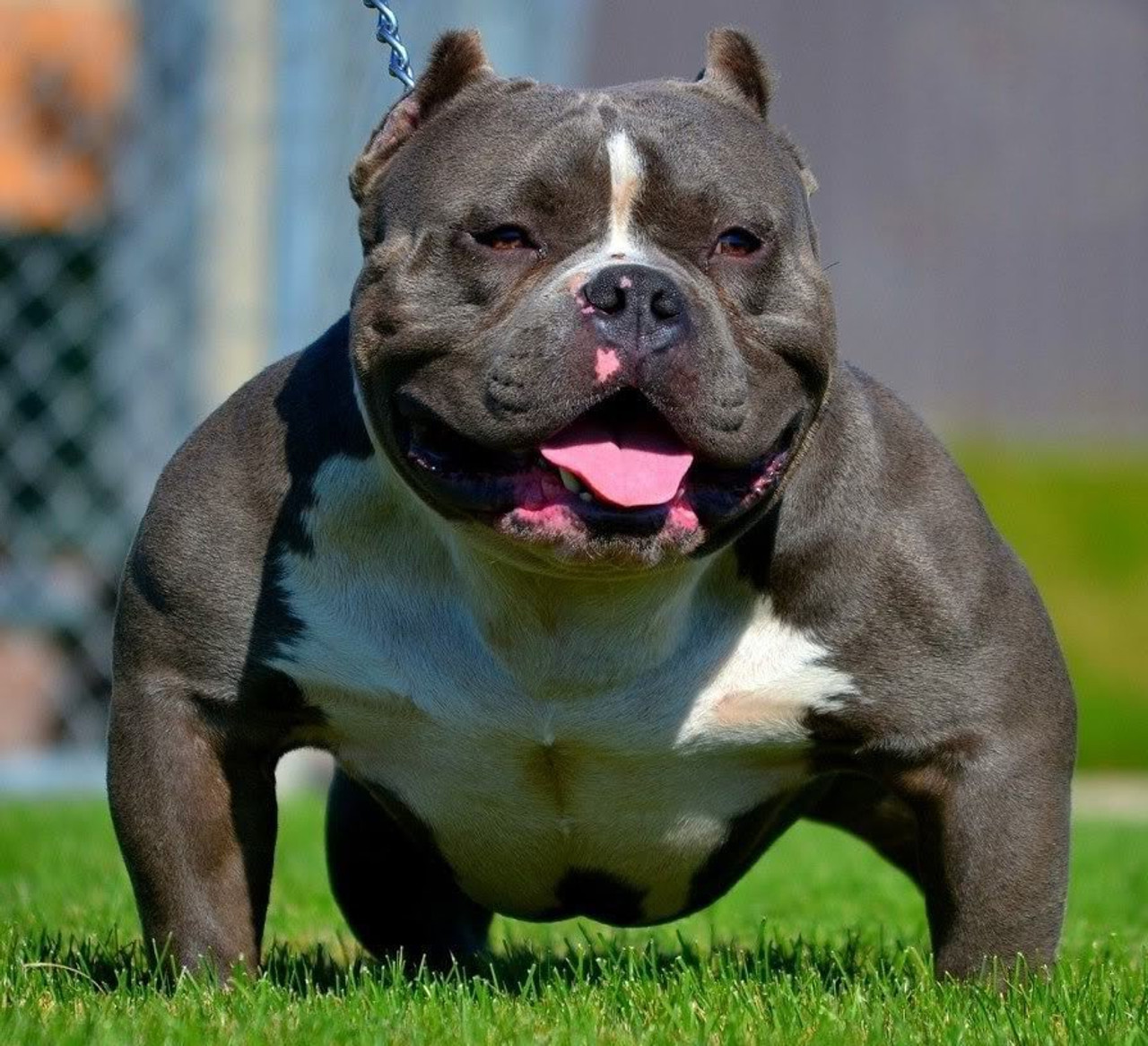 Original American Bully - 5 pound tubes - 50 Lb